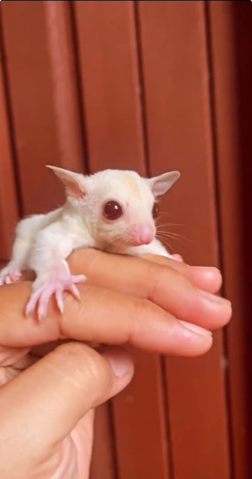 Sugar Glider Testimoni 1