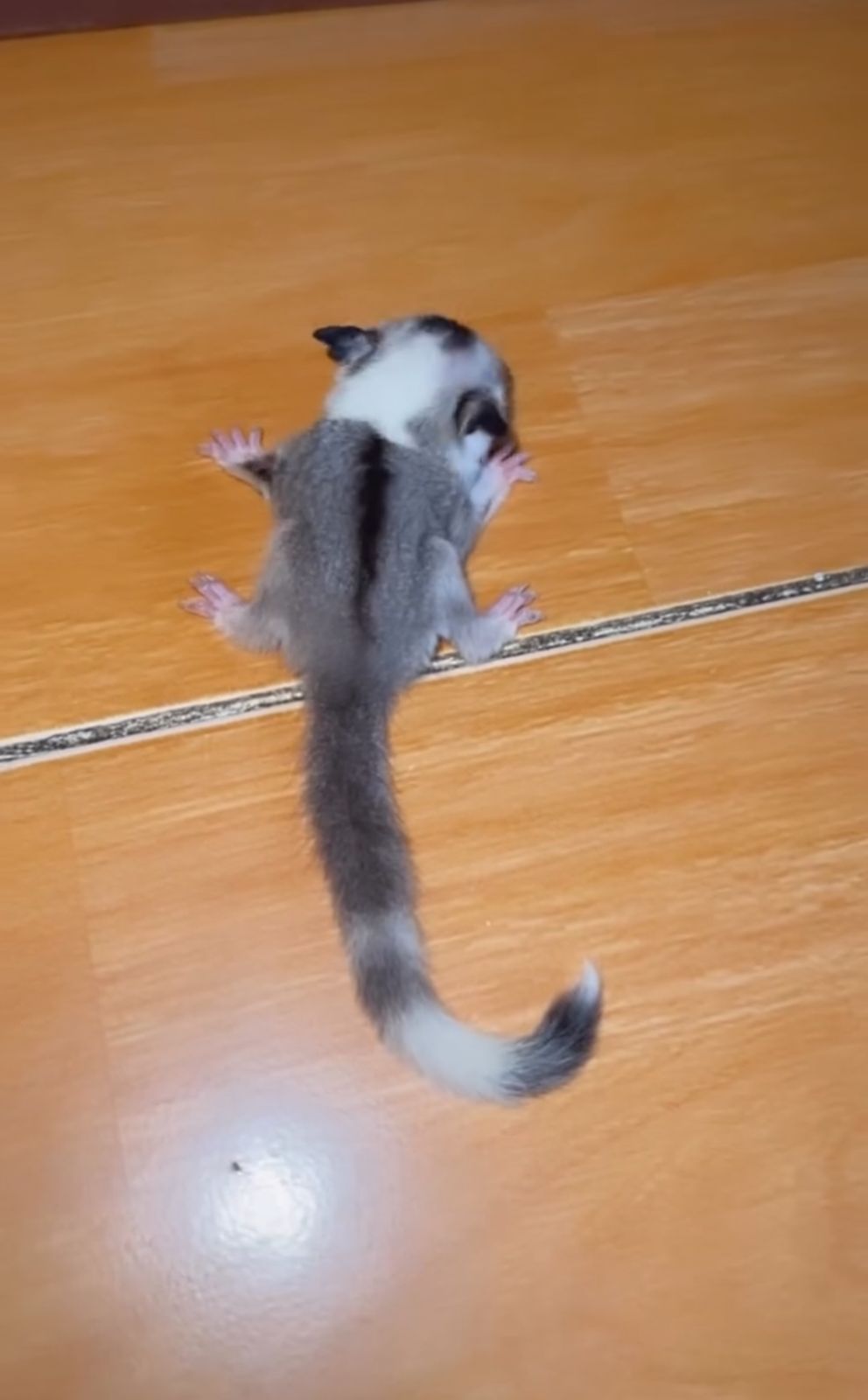Sugar Glider Testimoni 7