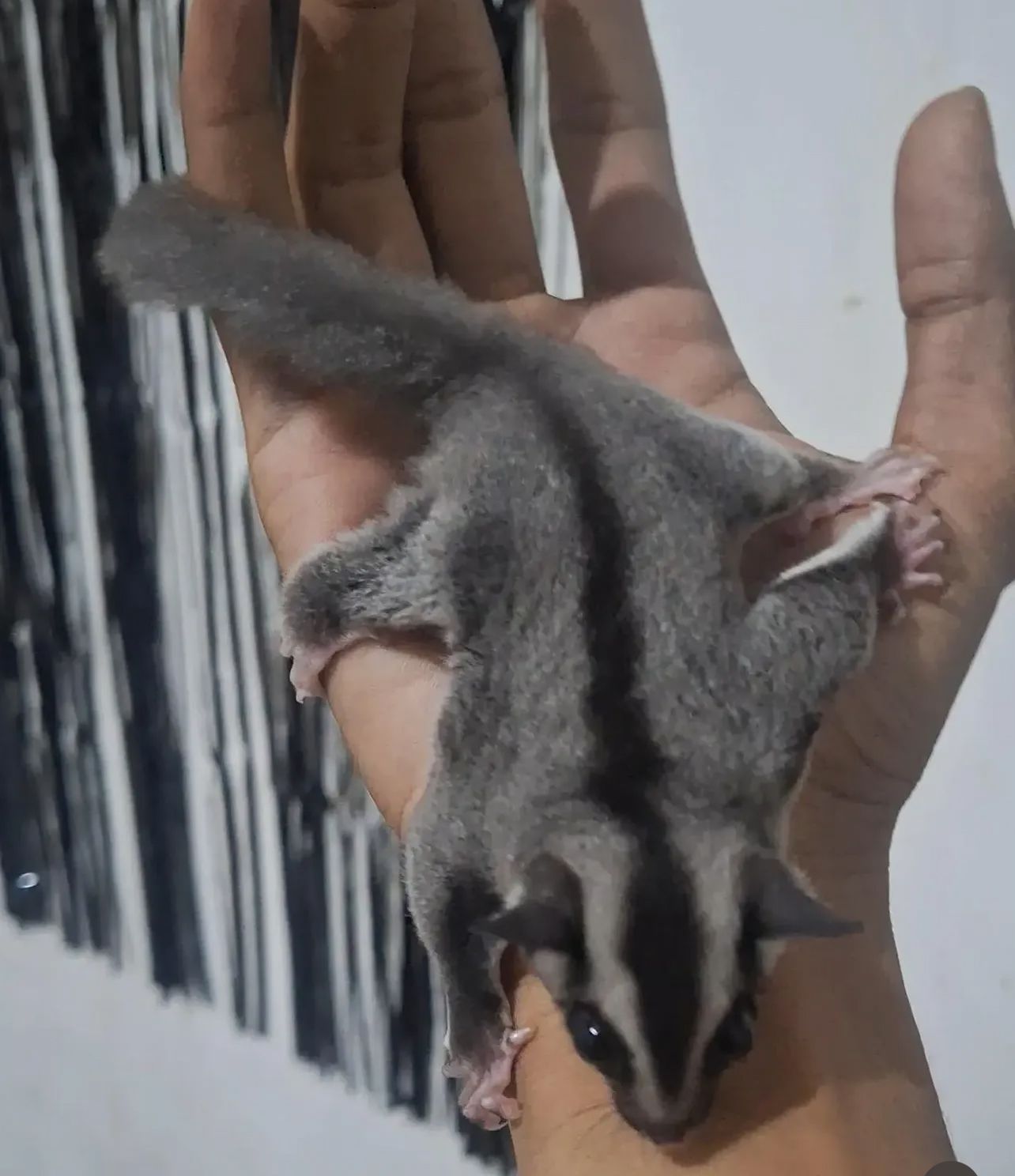 Sugar Glider Testimoni 8